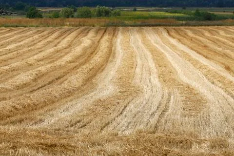 Wheat field after mowing Stock-Fotos