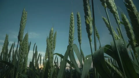 Wheat field after rain. Drops of water on leaves. Sunrise sunset time Stock Footage 185506665