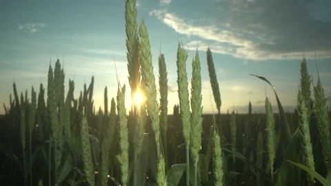 Wheat Field after rain. Ears of wheat with many water drops. Agriculture Stock Footage 201079848