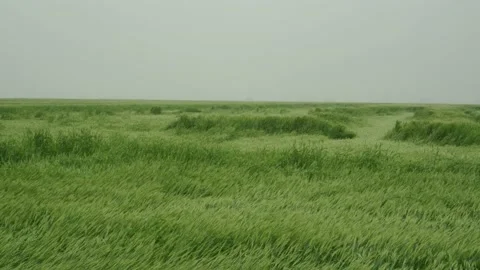 Wheat field after a strong hurricane. Consequences of heavy rains. A spoiled  Stock Footage 155424902
