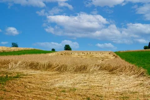 Wheat Field after Thunderstorm Stock Photos