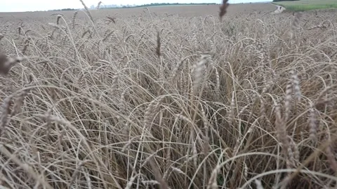 Wheat field against the background of the evening sky Stock Footage 139853541