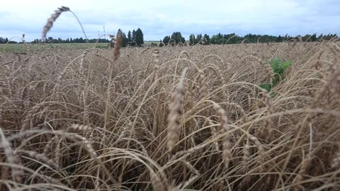 Wheat field against the background of the evening sky Stock Footage 139853631