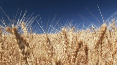 Wheat Field against a blue sky Stock Footage 493791