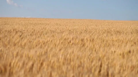 Wheat field against a blue sky Stock-Footage 35520924