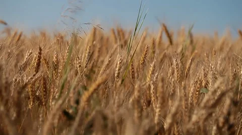 Wheat field against a blue sky Stock Footage 35520932