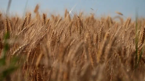 Wheat field against a blue sky Vídeos de archivo 35534138