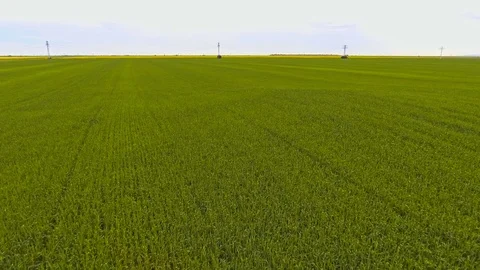 Wheat field against blue sky Stock Footage 75945372