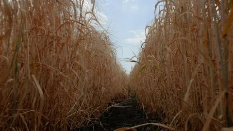 Wheat field against a blue sky, bottom view. Ripe spikelets of wheat and rye.4k Stock Footage 111280995