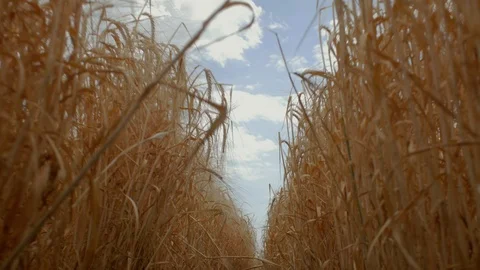Wheat field against a blue sky, bottom view. Ripe spikelets of wheat and rye.4k Stock Footage 111281019