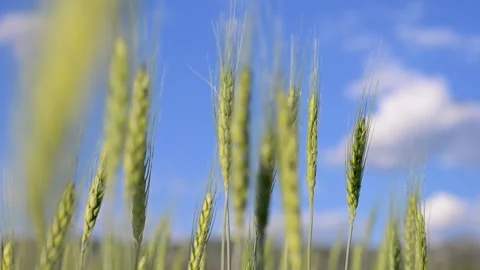 Wheat field against blue sky. Cereal crops growing in an agricultural field Stock-Footage 335373124