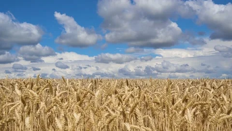 Wheat field against a cloudy sky. Stock Footage 201089564