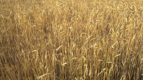 Wheat Field Against Stock Footage 91372537