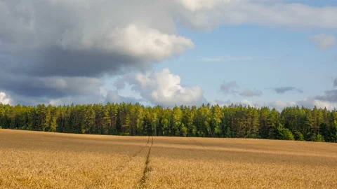Wheat field against a forest and sky. Time lapse Stock Footage 112932852