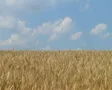 Wheat Field Against Sky 02 SD Footage