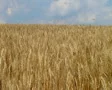 Wheat Field Against Sky SD Footage
