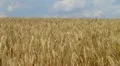 Wheat Field Against Sky HD Footage