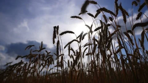 Wheat field against the sun with clouds. Stock Footage 202876040