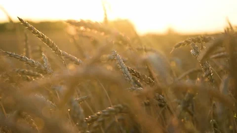 Wheat in field against sun Stock Footage 138025731