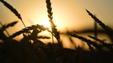 Wheat in field against sun Stock Footage 138025791