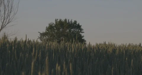 Wheat field against tree Stock Footage 107247241