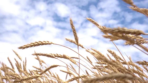 Wheat field - agriculture shaked Stock Footage