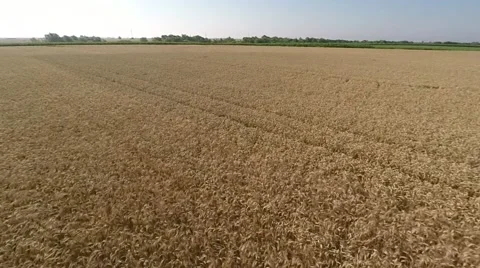 Wheat field from air - front view, moving forward, low altitude, slow speed HD Stock Footage 53248920