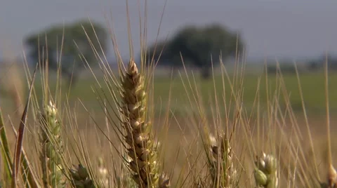 Wheat field in Alentejo Stock Footage 48136922