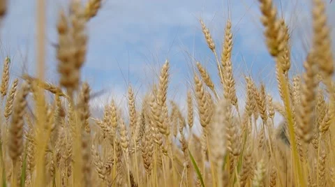Wheat field and blue sky Stock Footage 40236427