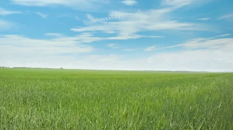 Wheat field and blue sky Stock Footage 50408445