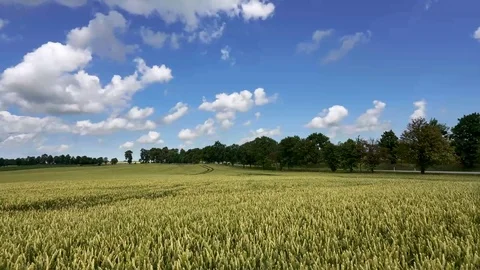 Wheat field and blue sky with clouds moving. 4K TimeLapse Stock Footage