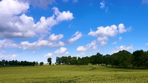 Wheat field and blue sky with clouds moving. 4K TimeLapse Stock Footage 77635789