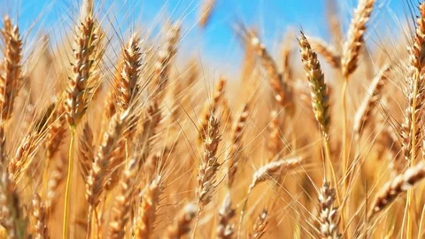 Wheat field and blue sky Stock Footage 91390302