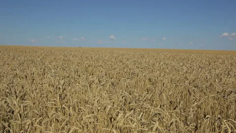Wheat field and blue sky. bottom-up camera movement. Stock Footage 102167293