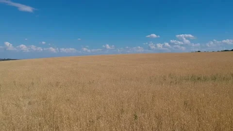 Wheat field and blue sky with white clouds on a summer day drone shooting Stock Footage 136193335