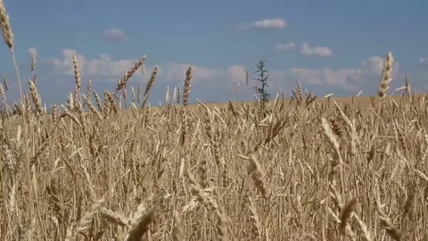 Wheat field and blue sky with white clouds on a summer day drone shooting Stock Footage 136193372