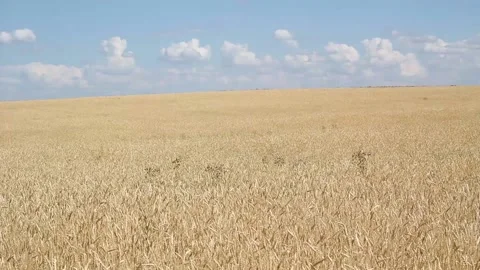 Wheat field and blue sky with white clouds on a summer day Stock Footage 136323862