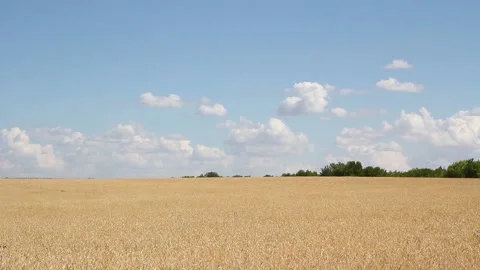 Wheat field and blue sky with white clouds on a summer day Video stock 136323892