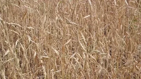 Wheat field and blue sky with white clouds on a summer day Stock Footage 136323914