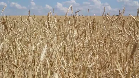 Wheat field and blue sky with white clouds on a summer day Stock Footage 136323942