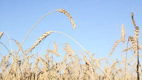 Wheat field and blue sky with white clouds on a summer day Stock Footage 138572972