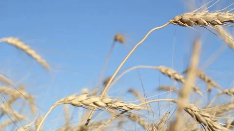 Wheat field and blue sky with white clouds on a summer day Stock Footage 138573196