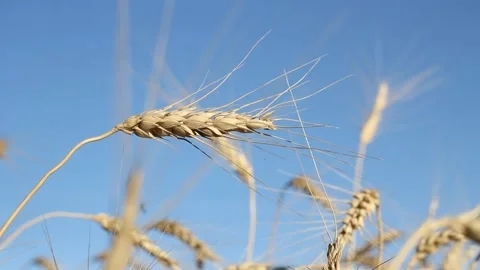 Wheat field and blue sky with white clouds on a summer day Stock Footage 138573369