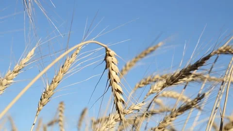 Wheat field and blue sky with white clouds on a summer day Stock Footage 138573462