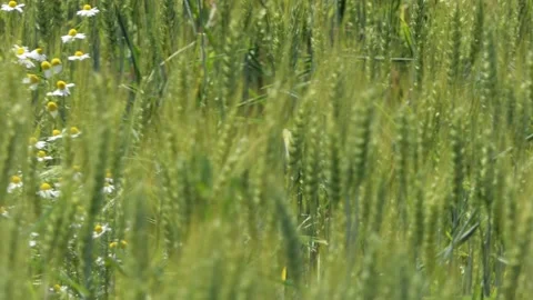 Wheat field and chamomile with light wind and camera slide Stock-Footage 131331355