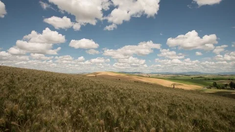Wheat field and cloud Panning time lapse in Palouse Stock Footage 72768061