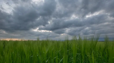 Wheat Field and Clouds Stock Footage 24086956