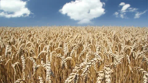 Wheat field and clouds Stock Footage 24608745