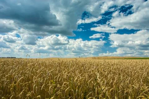 Wheat field and clouds Stock Photos