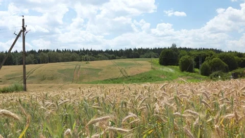 Wheat field and clouds in sky in summer. Nature and harvest. Vertical video. Stock Footage 278785625
